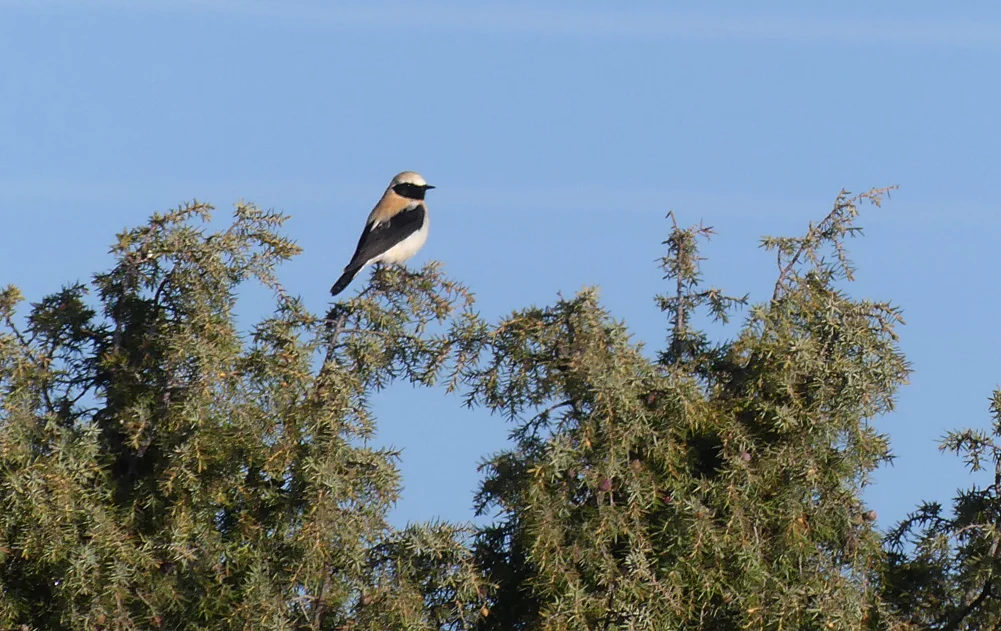 Black-eared Wheatear - Sepulveda, 16 Apr 19