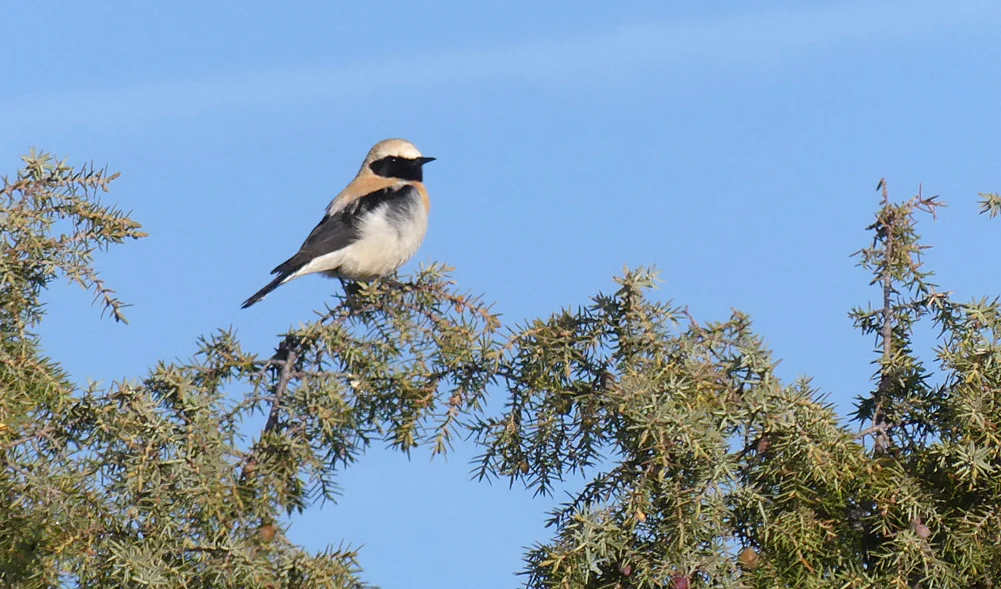 Black-eared Wheatear - Sepulveda, 16 Apr 19