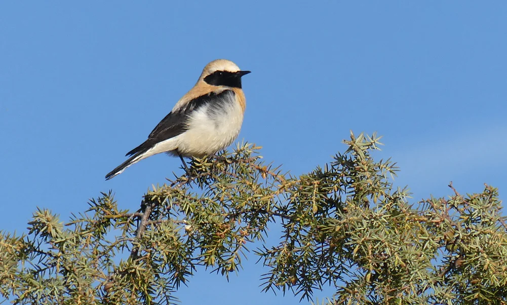 Black-eared Wheatear - Sepulveda, 16 Apr 19