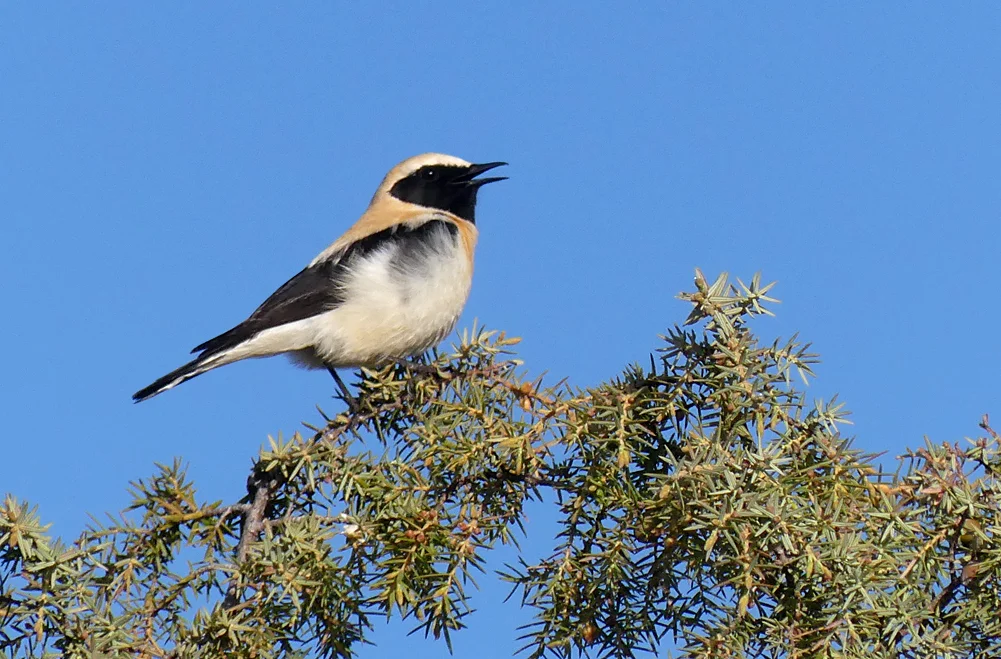 Black-eared Wheatear - Sepulveda, 16 Apr 19