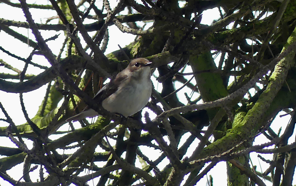 Pied Flycatcher - Fort Hommet, 24 Apr 19