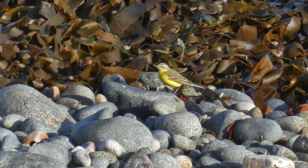 “Channel”-type Wagtail - Pulias, 3 May 19