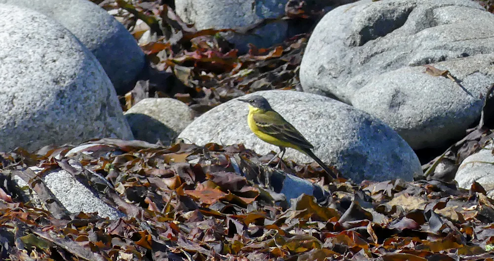 Grey-headed Wagtail - Pulias, 3 May 19