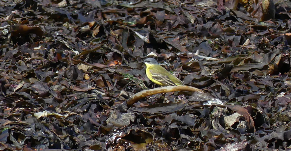 Grey-headed Wagtail - Pulias, 3 May 19