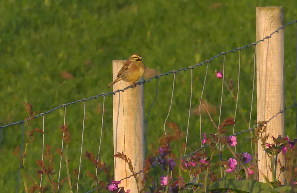 Male Cirl Bunting - Pleinmont, 5 May 19