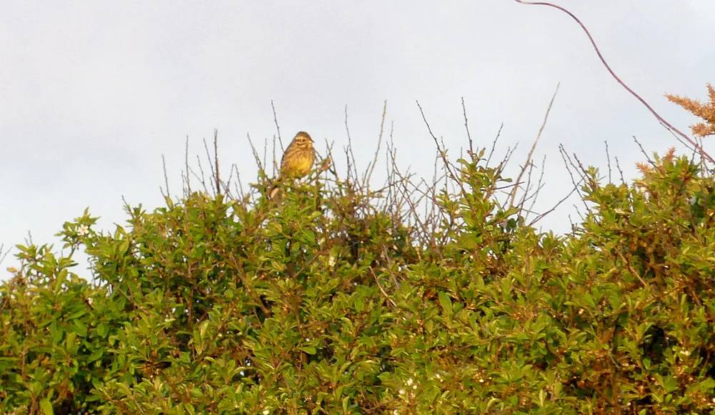 Female Cirl Bunting - Pleinmont, 5 May 19