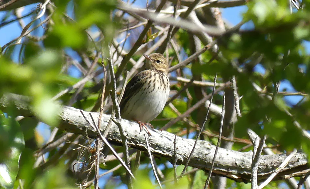 Tree Pipit - Grand Pre, 5 May 19