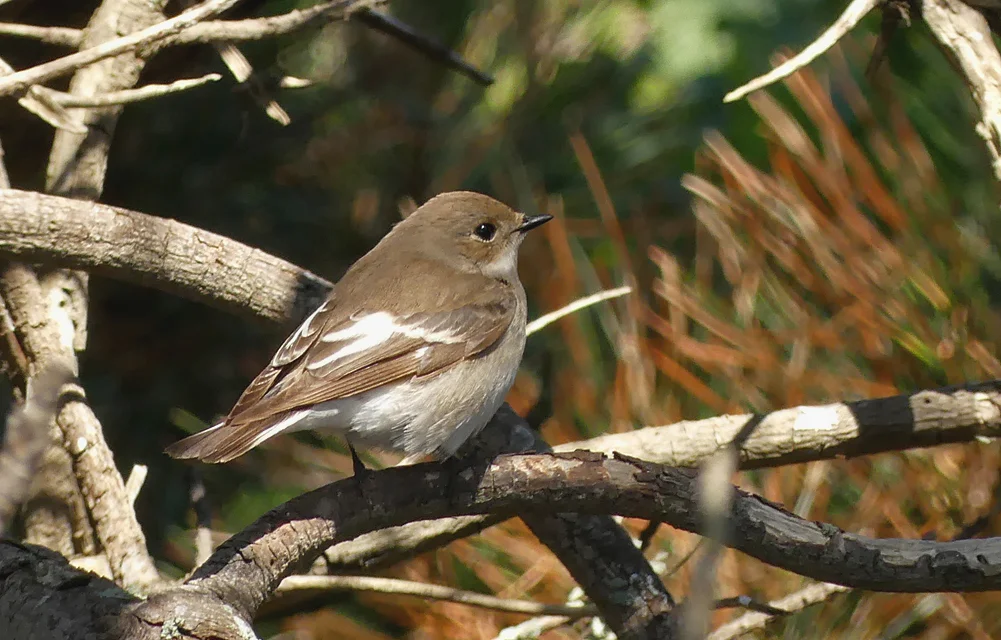 Pied Flycatcher - Fort Hommet, 14 May 19