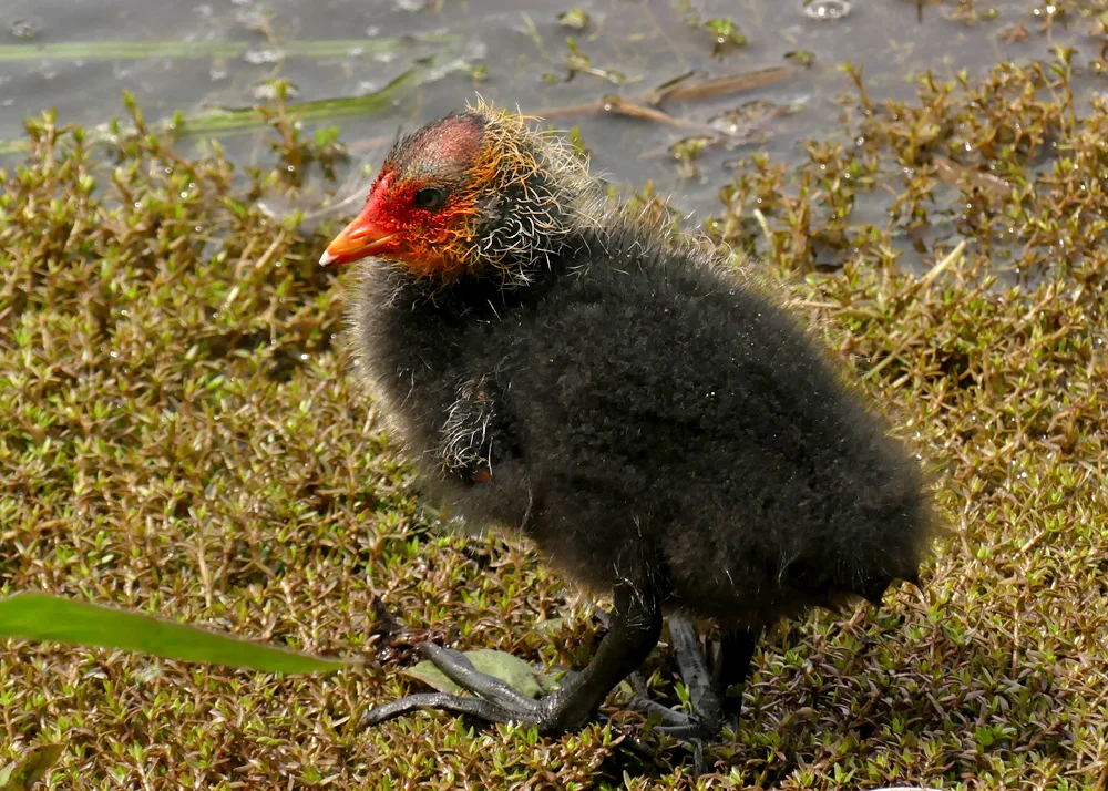 Coot - Rue des Bergers, 16 May 19