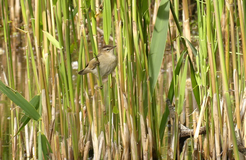 Sedge Warbler - Rue des Bergers, 16 May 19