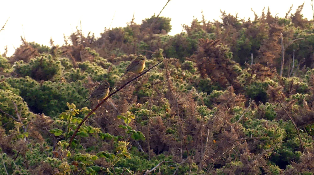 Pair of Cirl Buntings - Pleinmont, 19 May 19
