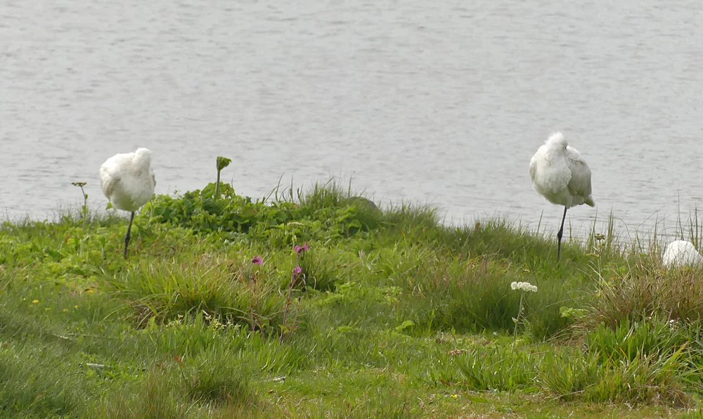 Spoonbills - Claire Mare, 19 May 19