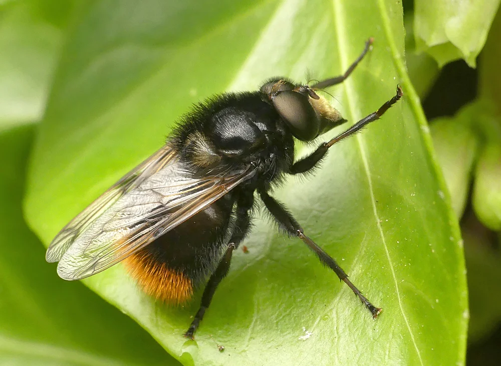 Volucella bombylans - Le Gouffre, 28 May 19