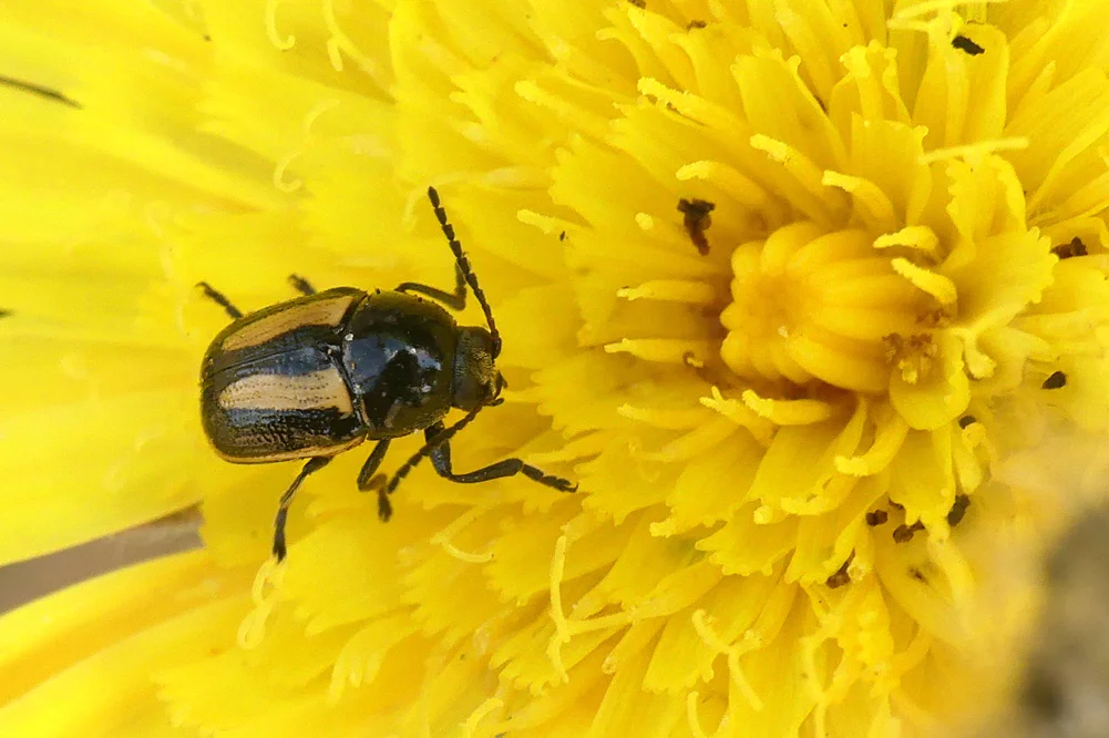 Cryptocephalus vittatus - Le Gouffre, 28 May 19