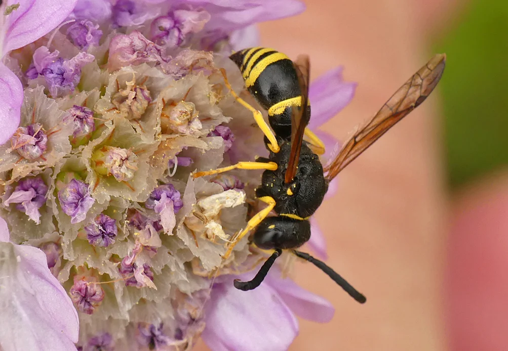 potter wasp (Eumeninae sp.) - Le Gouffre, 28 May 19