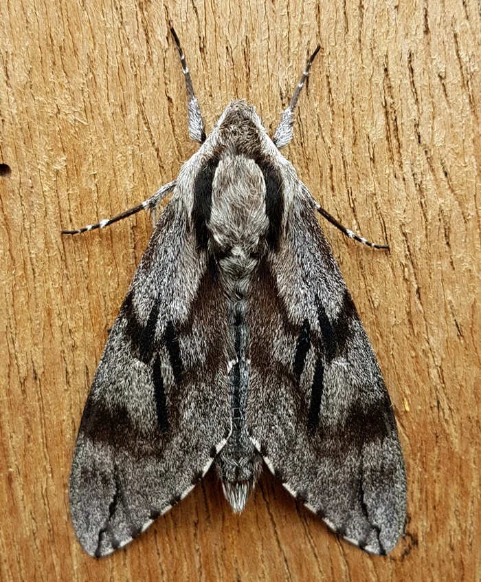Pine Hawk-moth - garden, 1 Jun 19 - with the larger moths the camera on the phone is good enough nowadays and much more convenient for a quick snap.