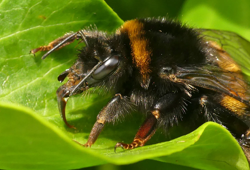 Buff-tailed Bumblebee - Grand Pre, 22 Jun 19 - lapping up water with its tongue from a small pool in a leaf.