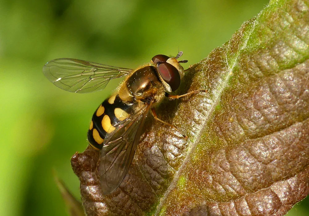 Eupeodes sp. - Grand Pre, 22 Jun 19