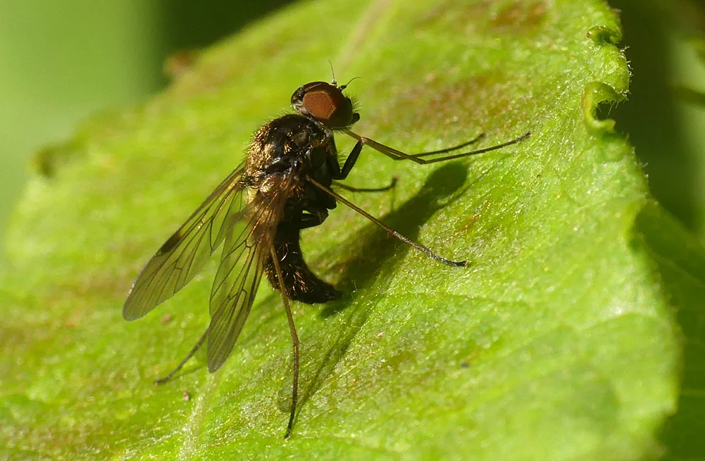 possibly Chrysopilus cristatus (but maybe not) - Grand Pre, 22 Jun 19