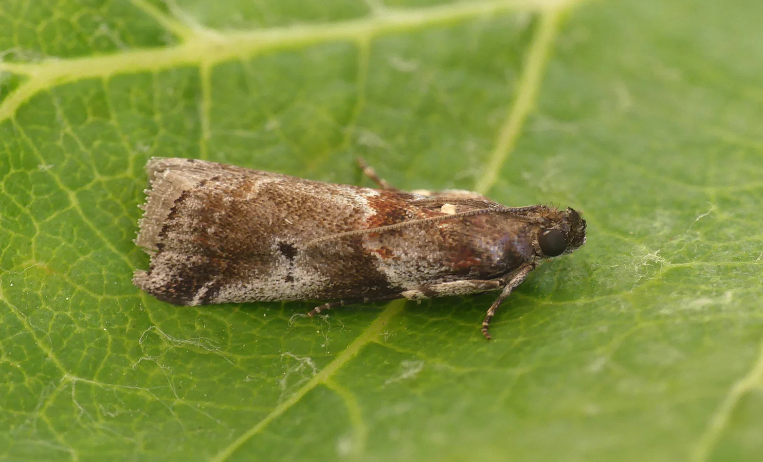 Acrobasis suavella STE 10Jul18.jpg