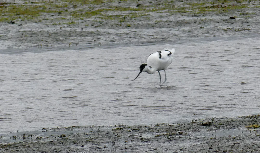 Avocet CBNR 2Mar18 b.jpg