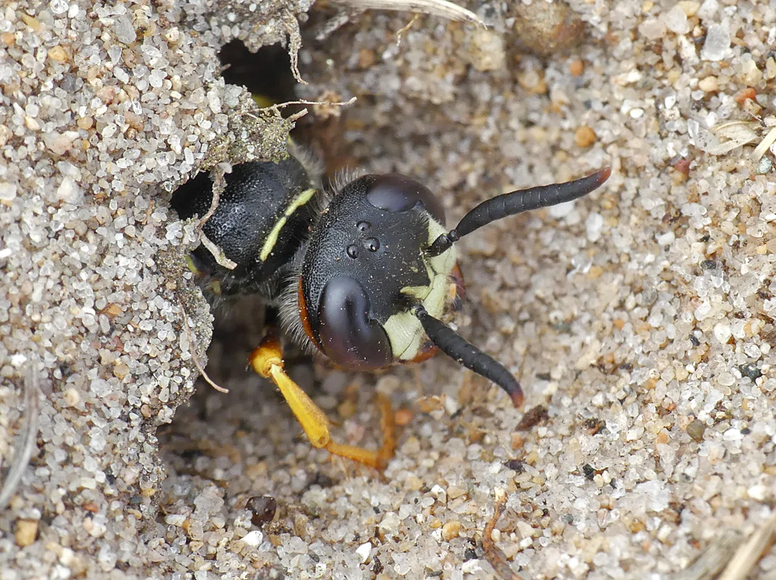 Bee Wolf LAnc 17Jul18 a.jpg