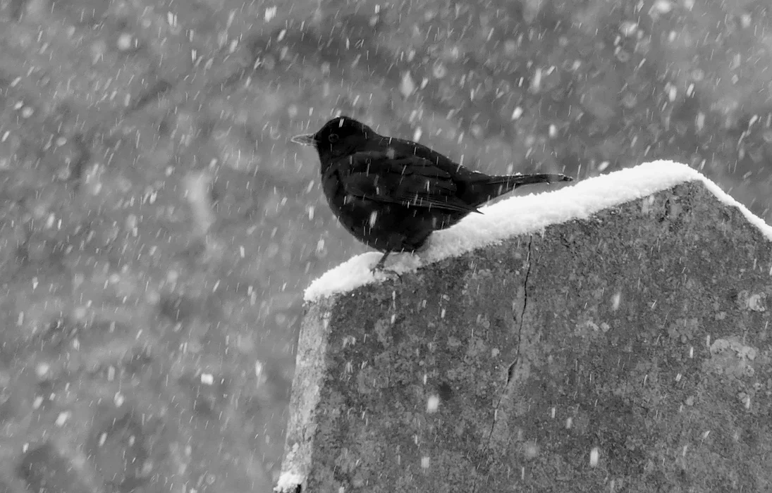 Blackbird Vale Church 27Feb18.jpg