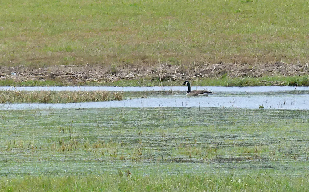 Canada Goose BarrasLane 14Mar18.jpg