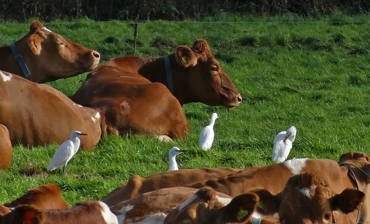 Cattle Egrets RDB 10Nov18a.jpg