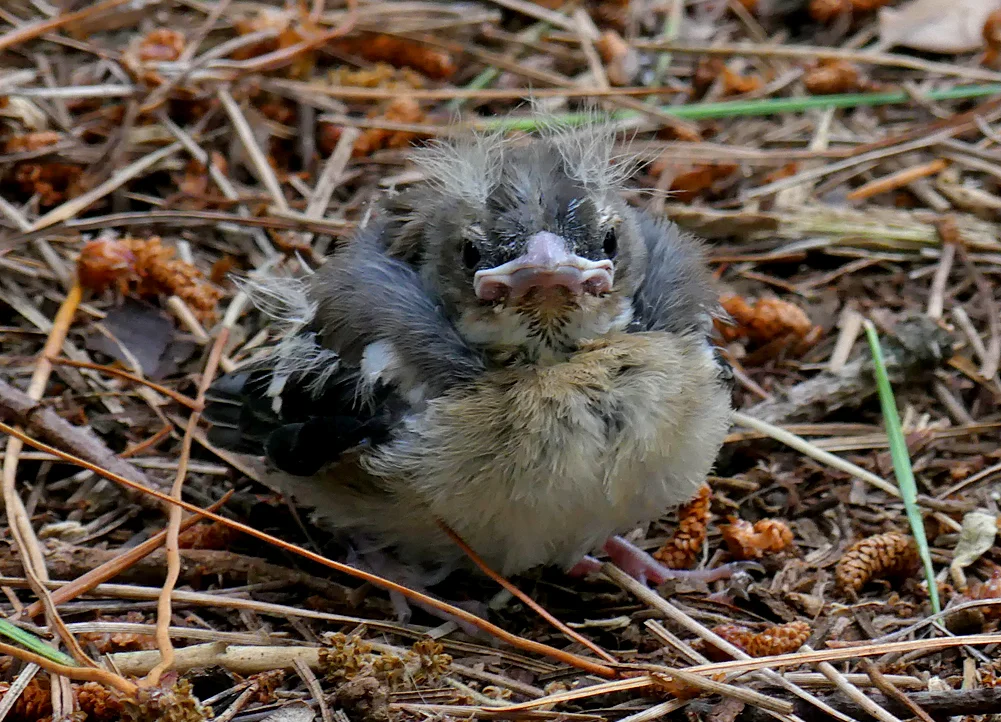 Chaffinch Guet 20Jun18 b.jpg