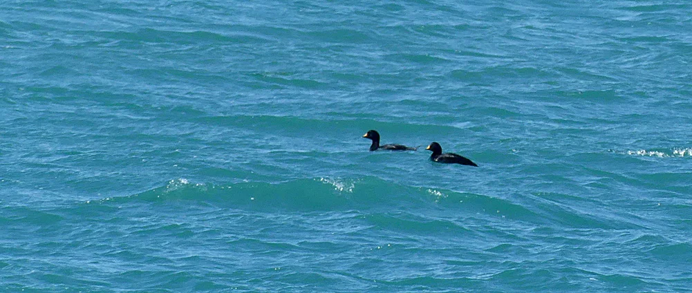 Common Scoters Port Grat 2May18 a.jpg