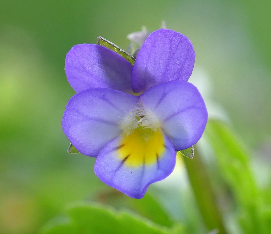 Dwarf Pansy Plein 21Apr18 A.jpg