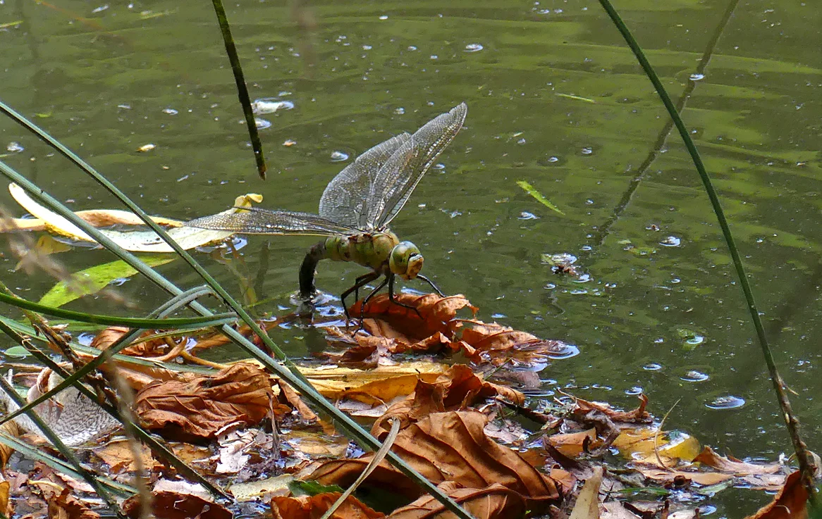 Emperor Dragonfly SPPHotel 26Jul18.jpg
