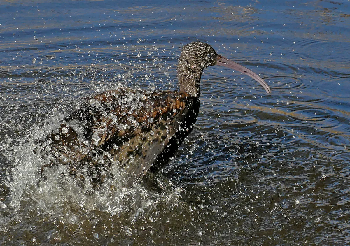 Glossy Ibis RDB 7Feb18 d.jpg