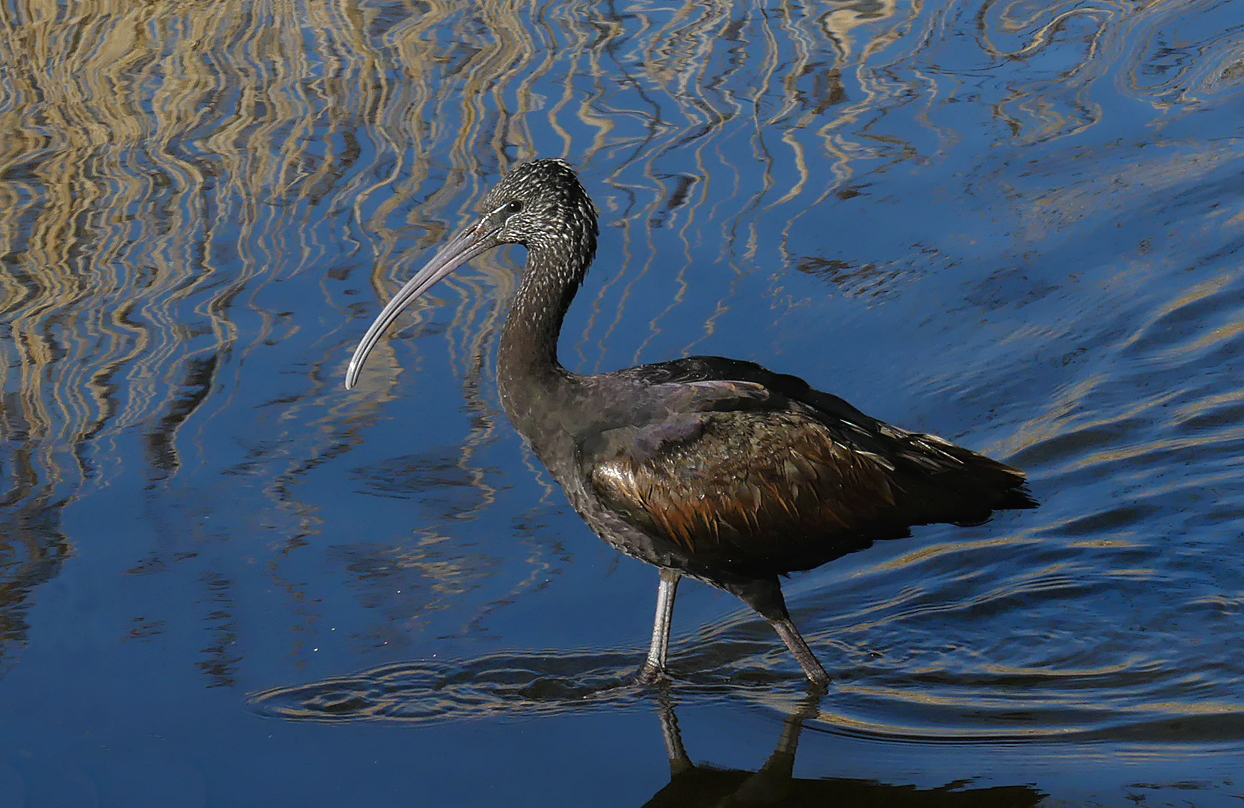Glossy Ibis RDB 7Feb18 i.jpg