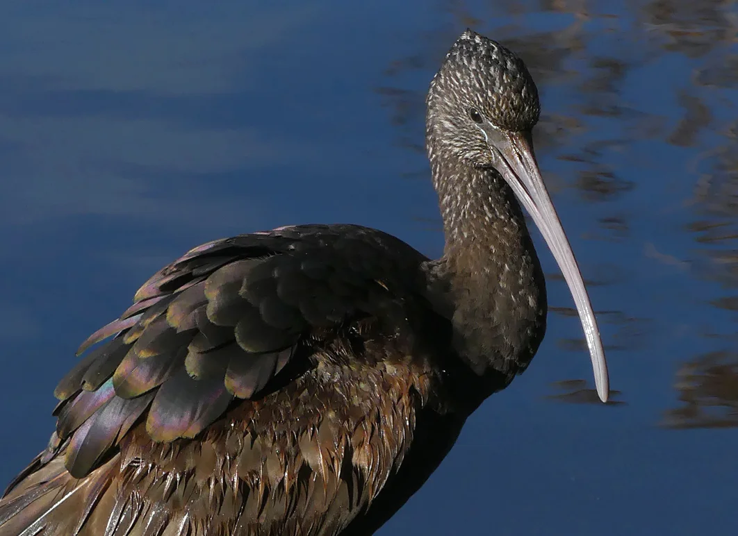 Glossy Ibis RDB 7Feb18 l.jpg