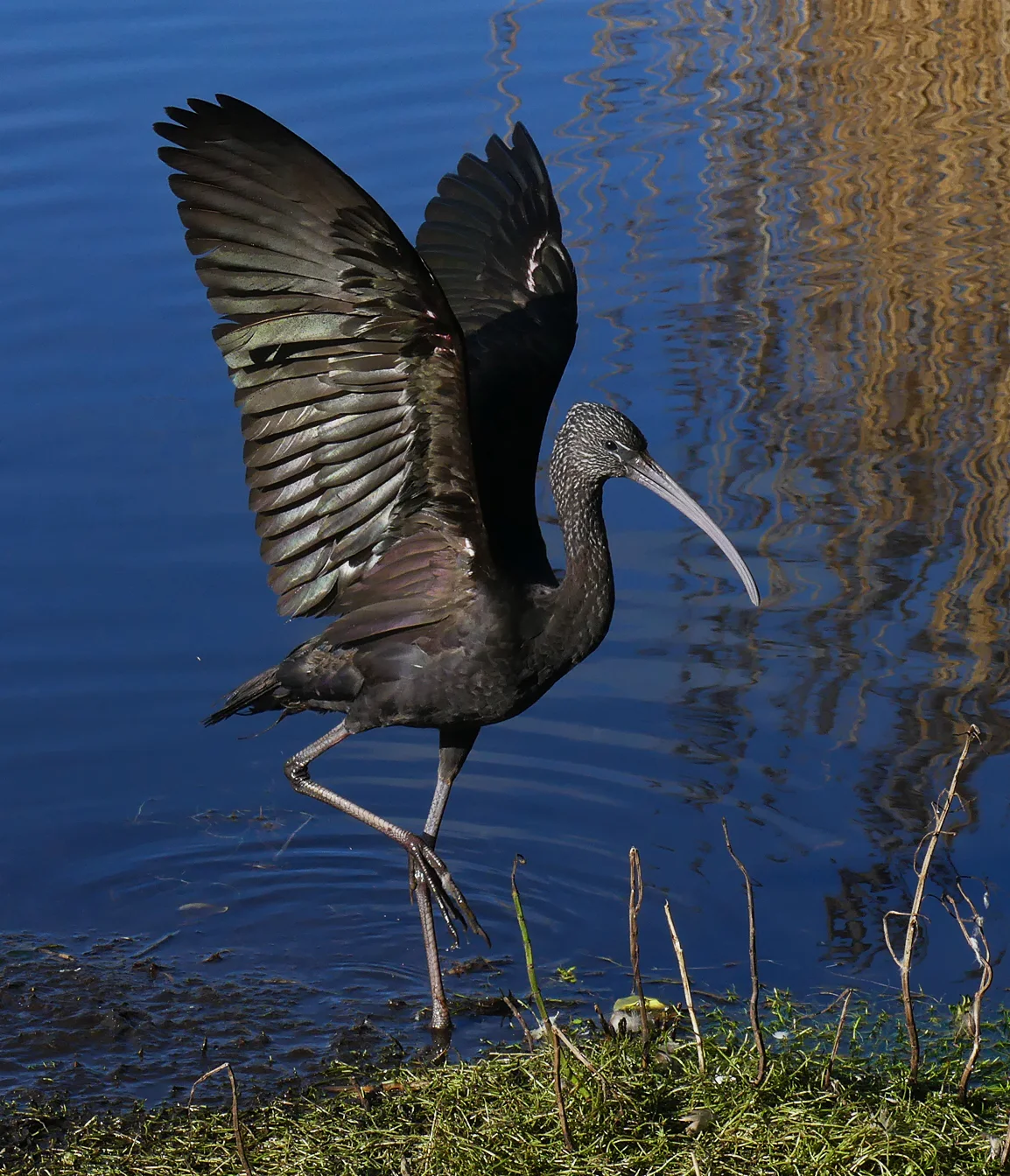 Glossy Ibis RDB 7Feb18 k.jpg