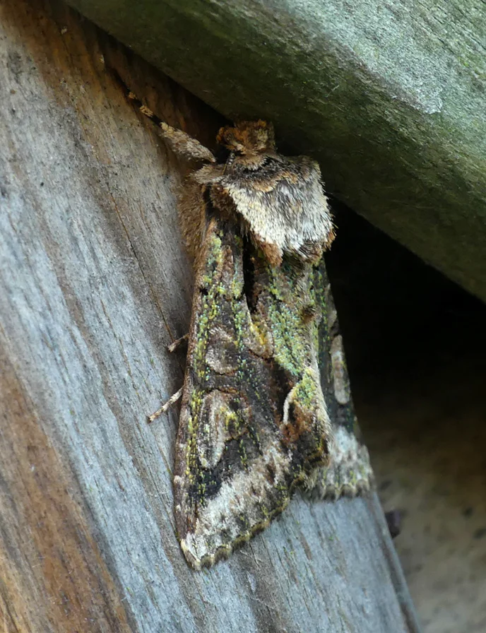 Green-brindled Crescent STE 19Oct18.jpg