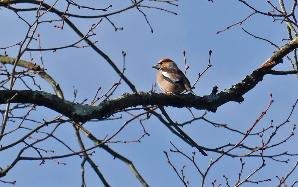 Hawfinch Foulon 4Mar18 a.jpg