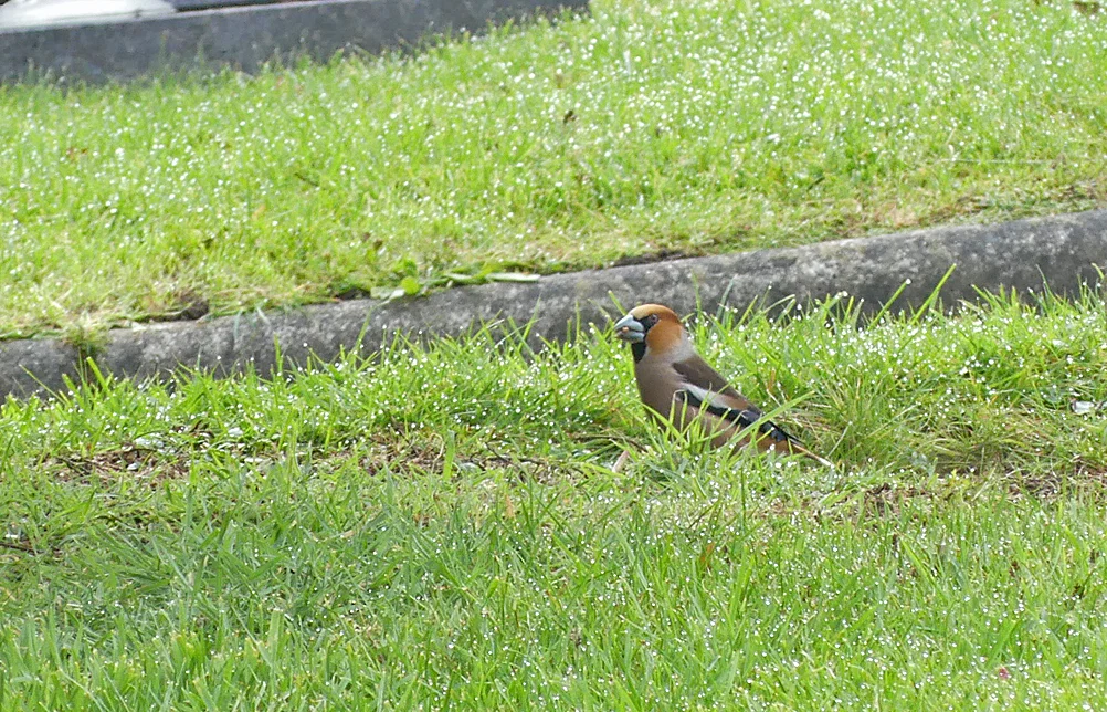Hawfinch Foulon 25Mar18.jpg