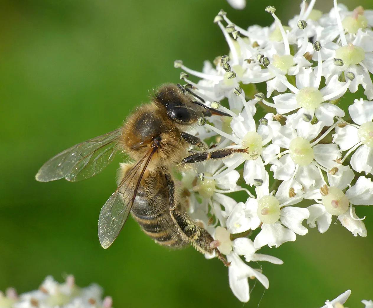 Honey Bee Portinfer 28May18.jpg