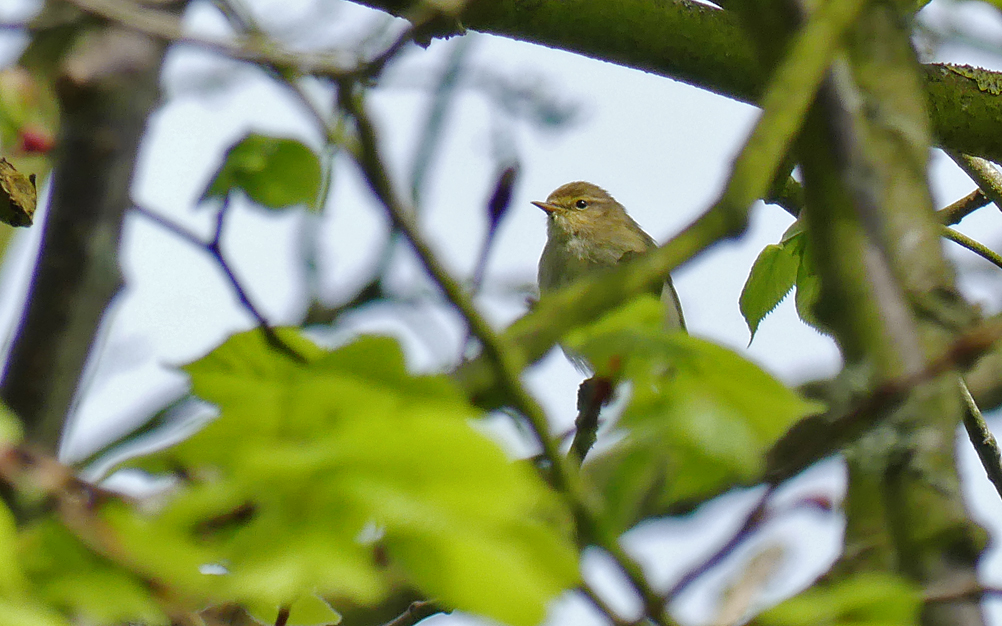 Iberian Chiffchaff SauPk 22Apr18 a.jpg