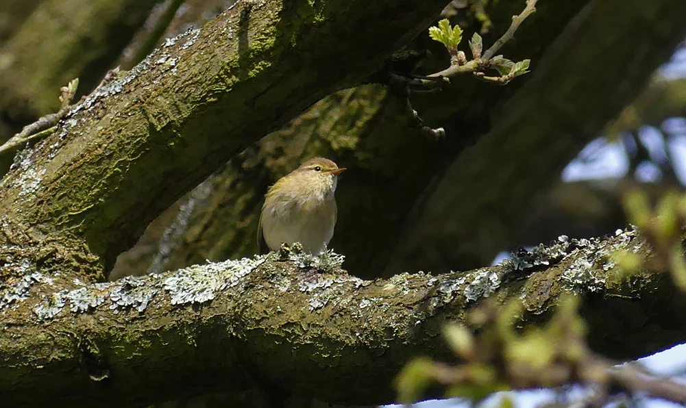 Iberian Chiffchaff SauPk 22Apr18 b.jpg