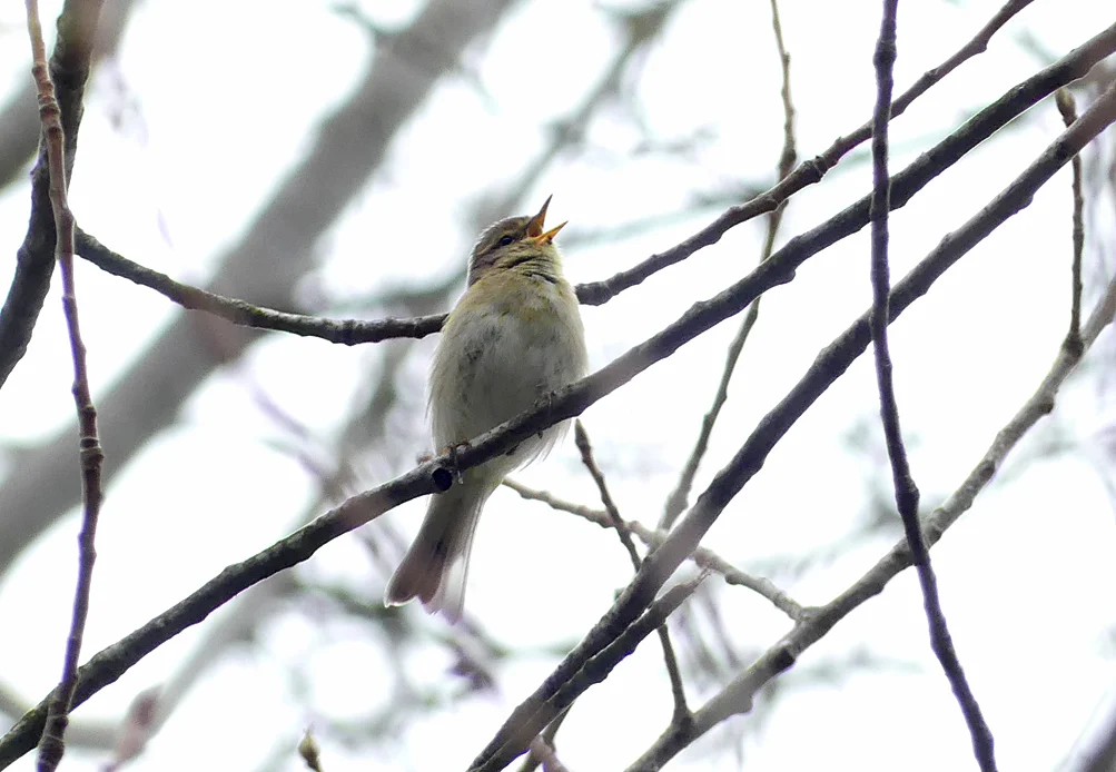 Iberian Chiffchaff SauPk 22Apr18 c.jpg