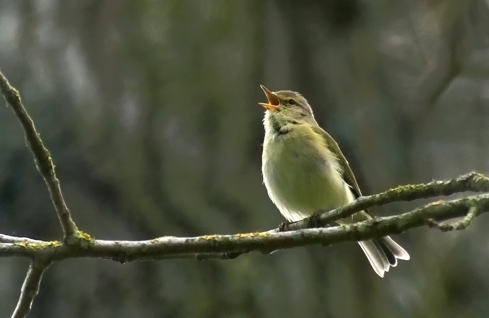 Iberian Chiffchaff SauPk 23Apr18 A.jpg