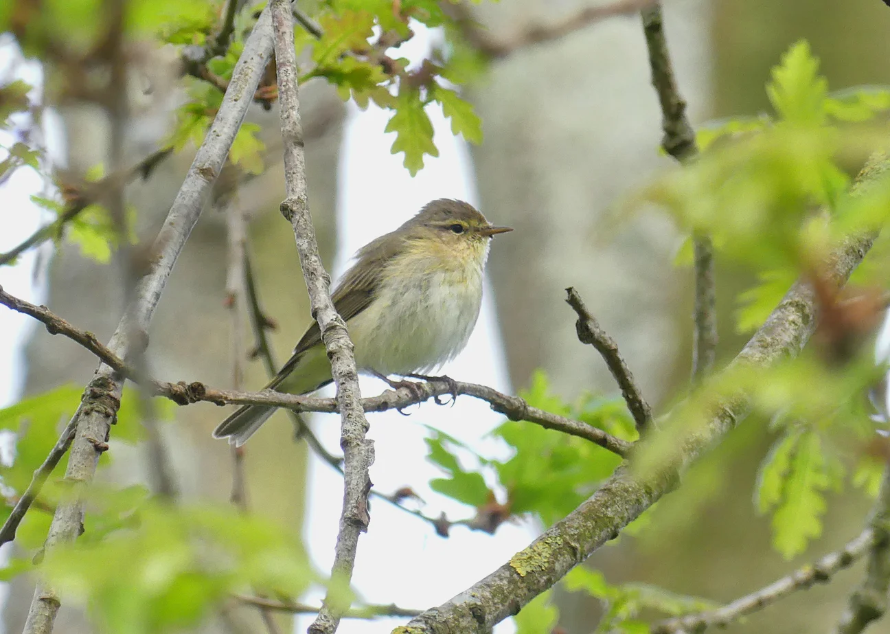 Iberian Chiffchaff SauPk 23Apr18 b.jpg