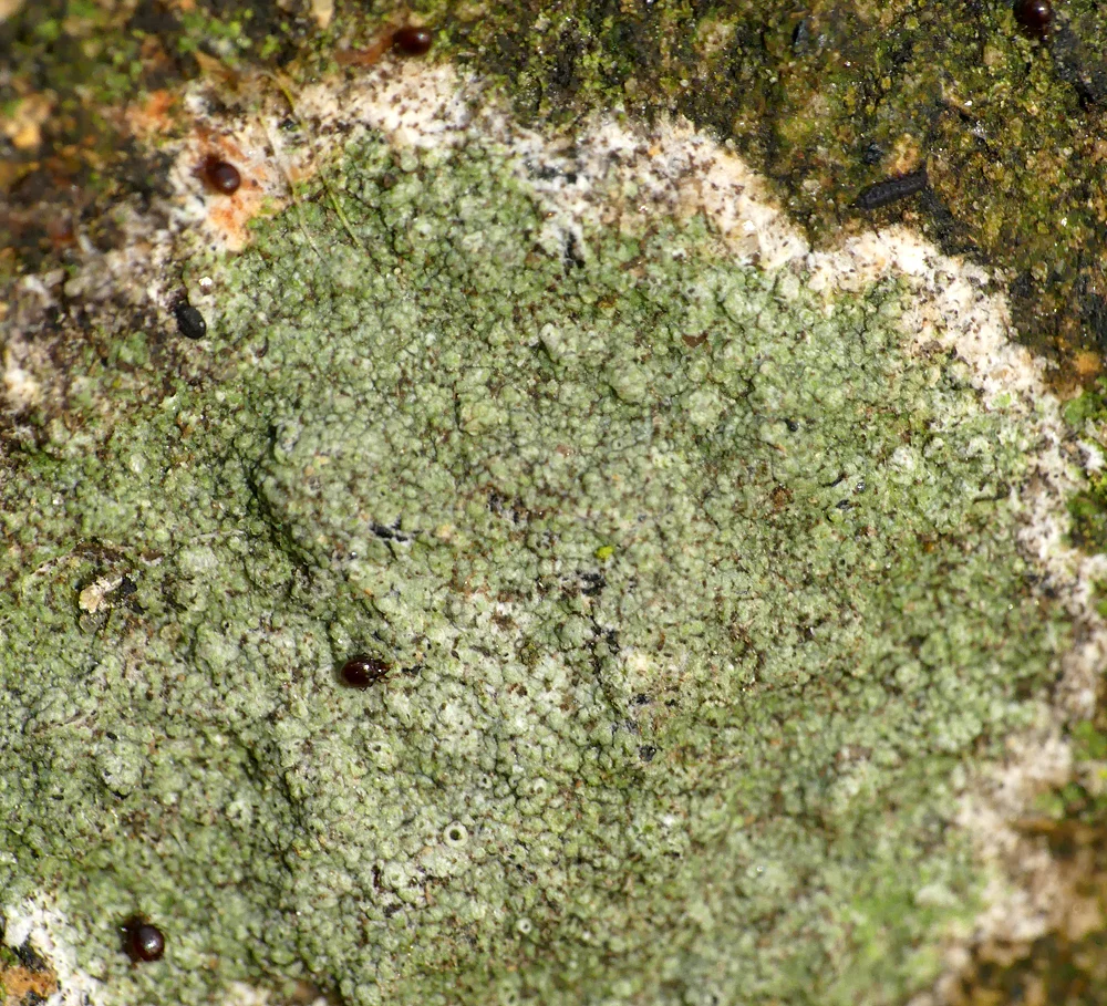 Lecanora expallens STE Mar18.jpg