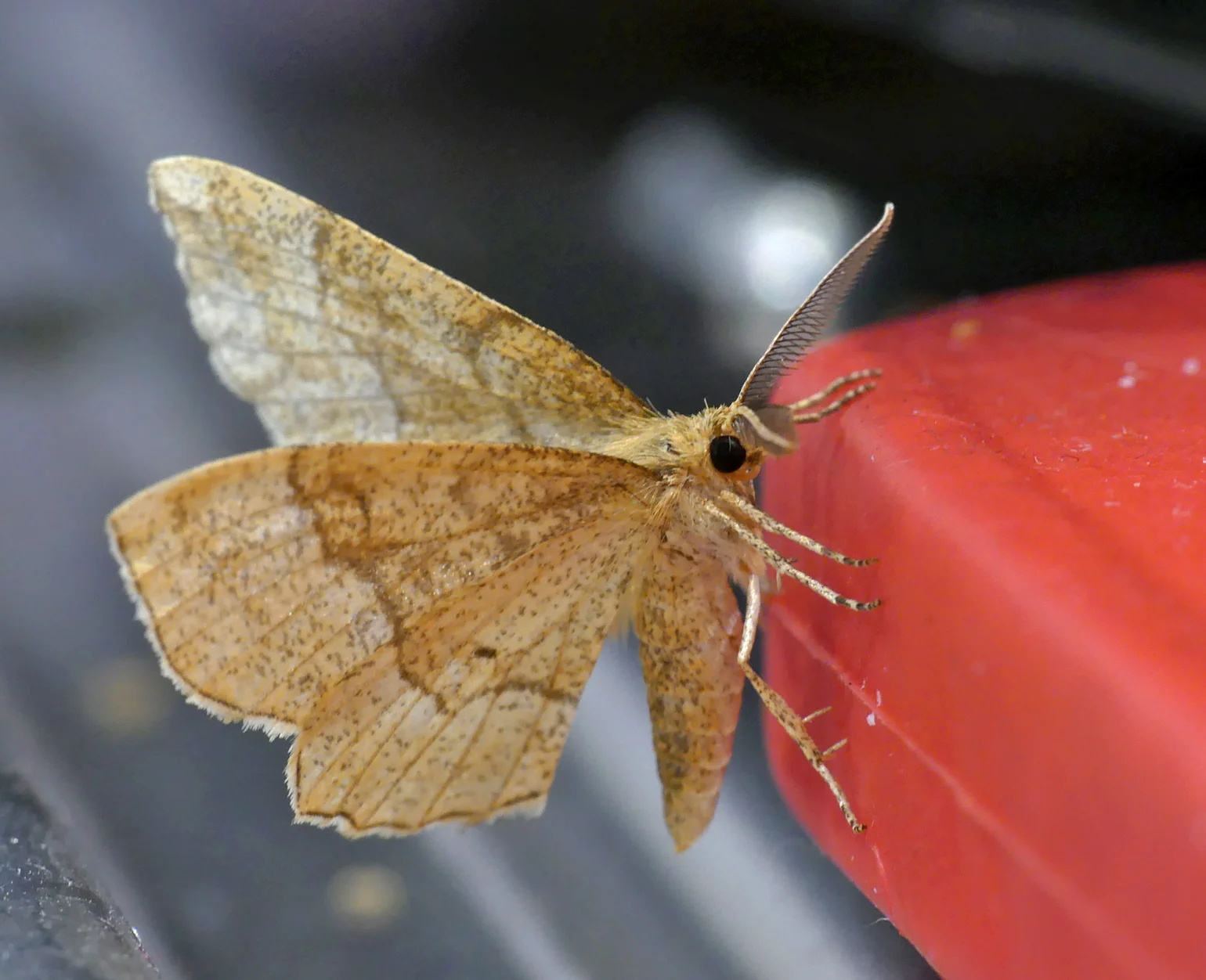 Little Thorn STE 27May18.jpg