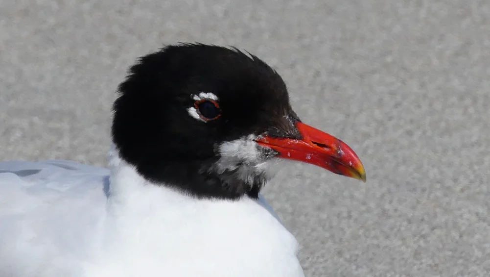 Med Gull Cobo19Jul08 bii.jpg