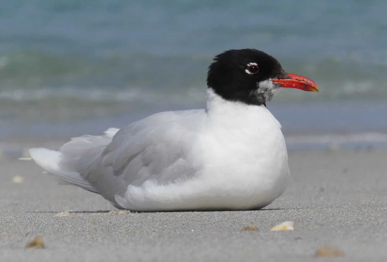 Med Gull Cobo19Jul18 a.jpg